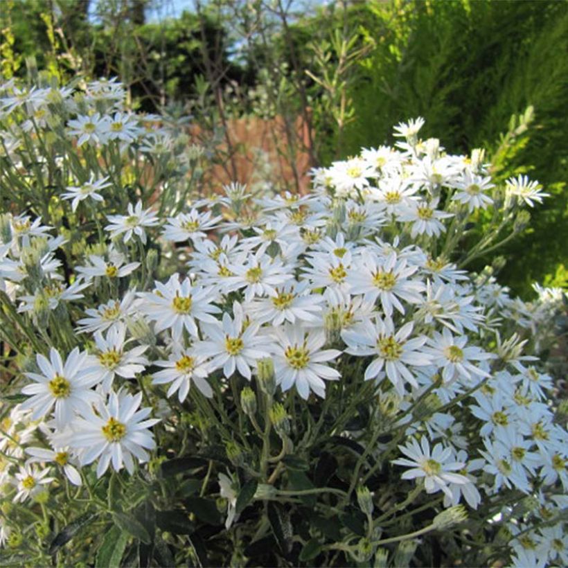 Puuasteri - Olearia x scilloniensis (Kukinta)