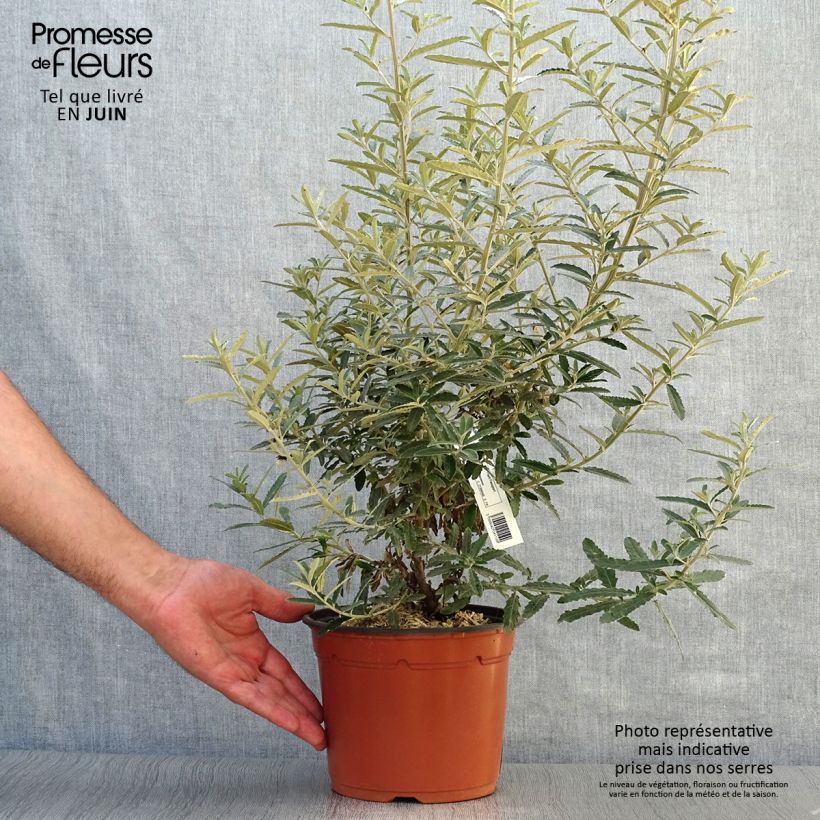 Esimerkki kesällä toimitetusta Puuasteri - Olearia x scilloniensis Ruukku 3L / 4L-taimesta