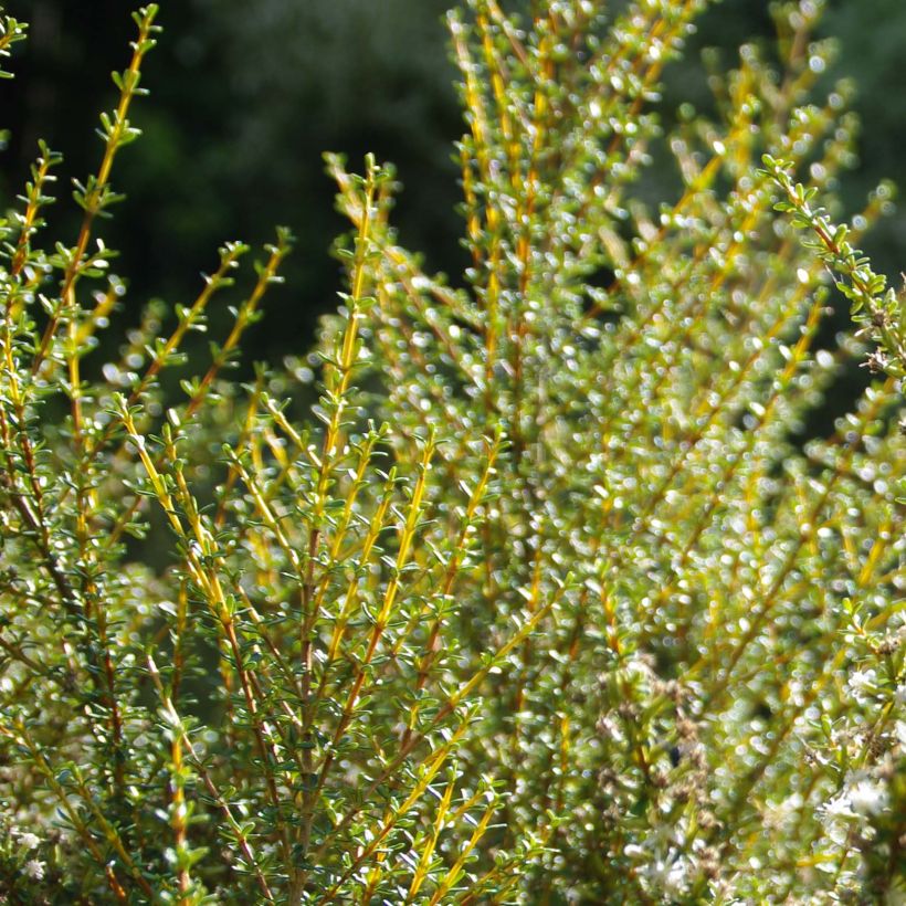 Puuasteri Aurea (Lehvistö)