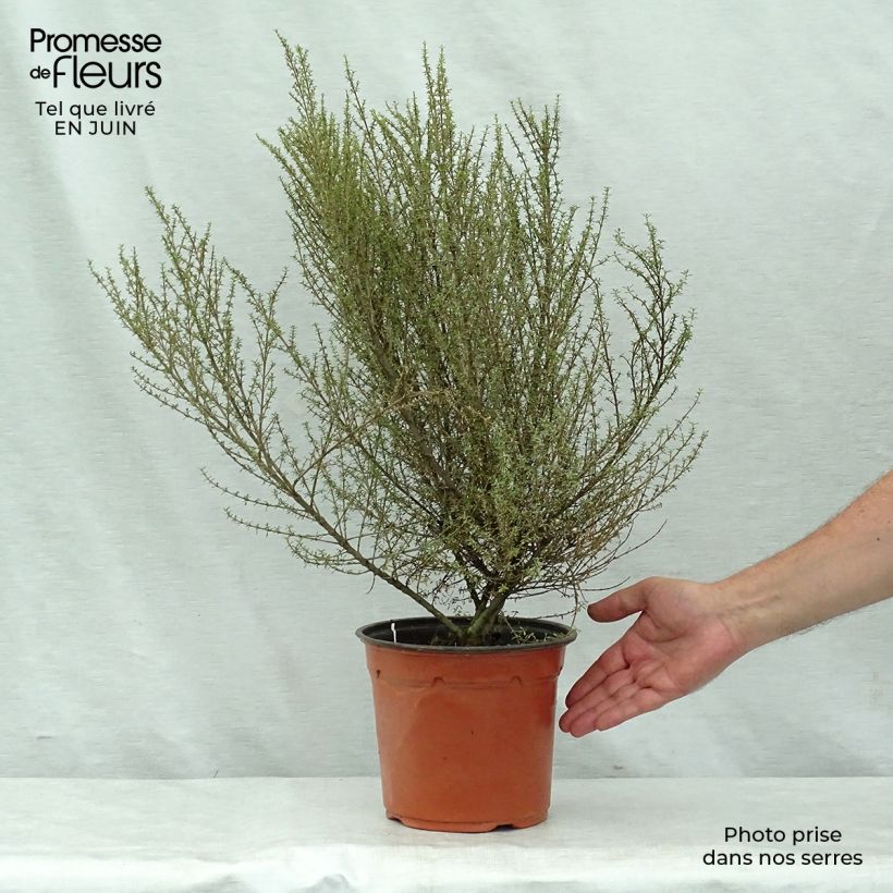 Esimerkki kesällä toimitetusta Puuasteri Aurea Pot de 2L/3L-taimesta