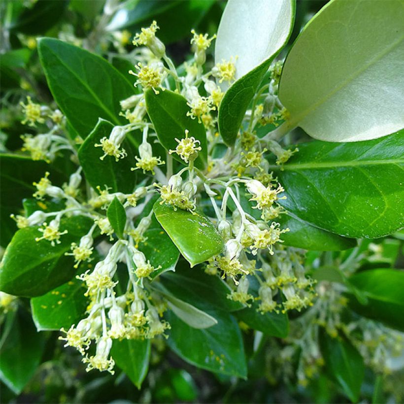 Puuasteri - Olearia traversii (Kukinta)