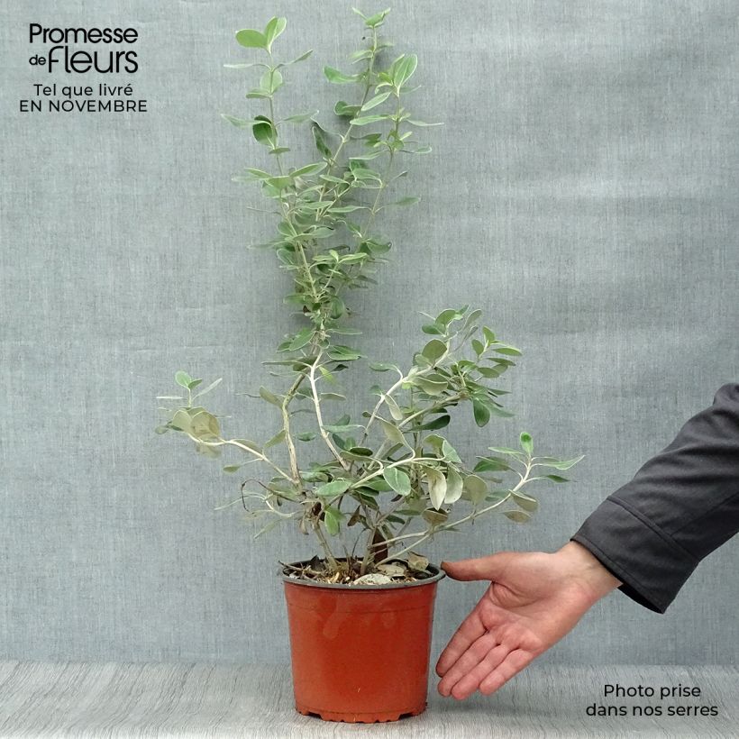 Esimerkki syksyllä toimitetusta Puuasteri - Olearia traversii 2 litran/3 litran ruukku-taimesta