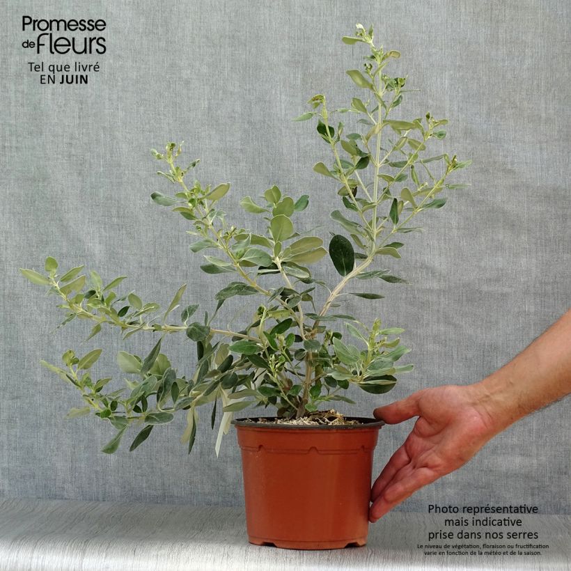 Esimerkki kesällä toimitetusta Puuasteri - Olearia traversii Ruukku 2L / 3L-taimesta
