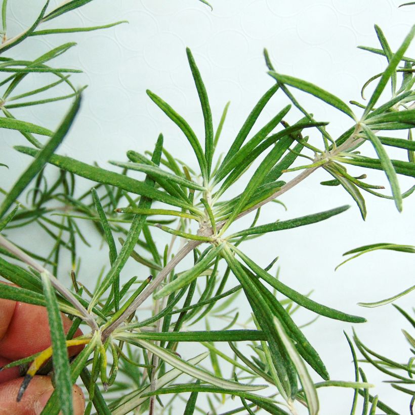 Puuasteri - Olearia virgata (Lehvistö)