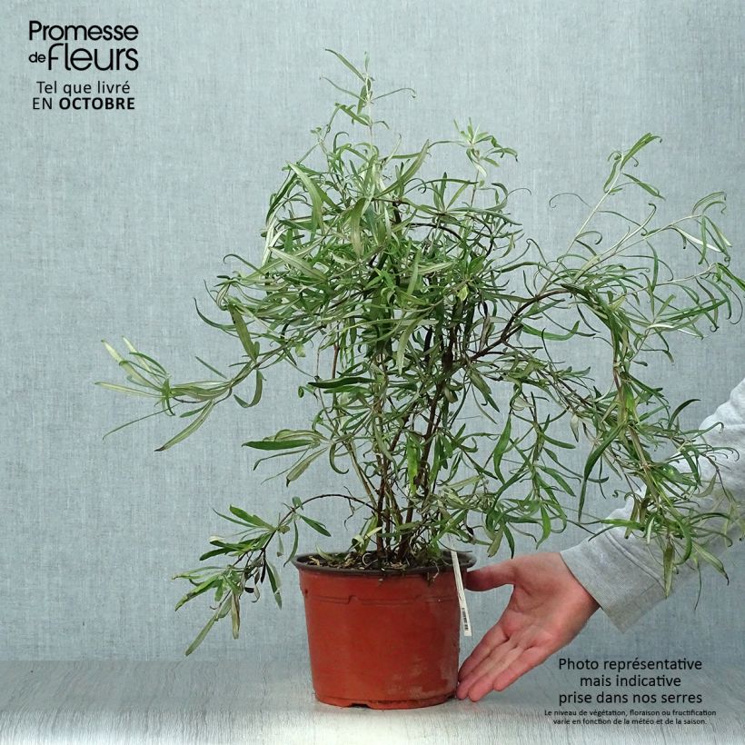 Esimerkki syksyllä toimitetusta Puuasteri - Olearia virgata 2 litran/3 litran ruukku-taimesta