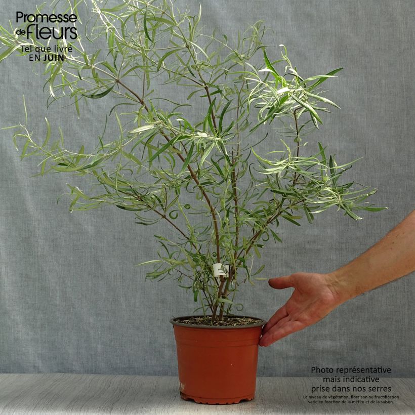 Esimerkki kesällä toimitetusta Puuasteri - Olearia virgata Ruukku 2L / 3L-taimesta