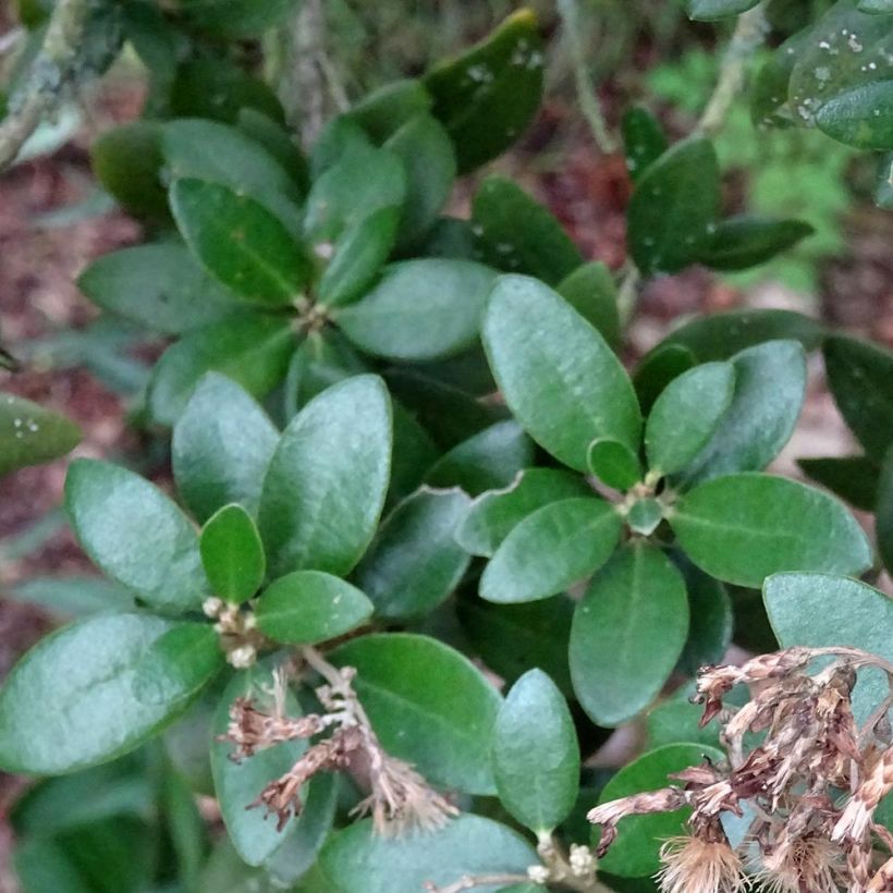 Puuasteri - Olearia x haastii (Lehvistö)