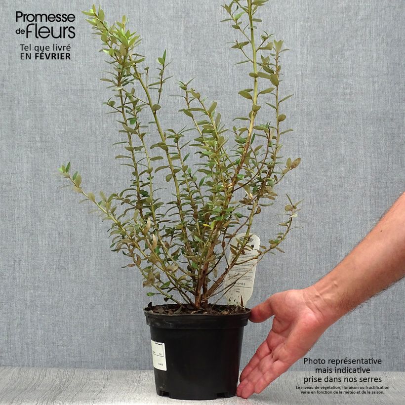Esimerkki syksyllä toimitetusta Puuasteri - Olearia x haastii 2 litran/3 litran ruukku-taimesta
