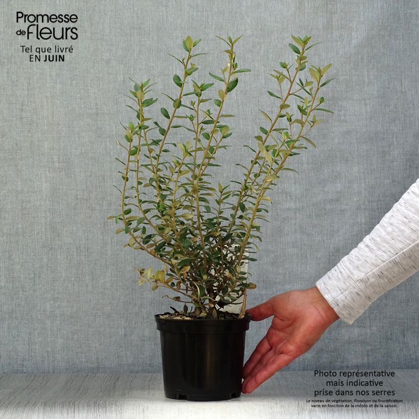 Esimerkki kesällä toimitetusta Puuasteri - Olearia x haastii Ruukku 2L / 3L-taimesta