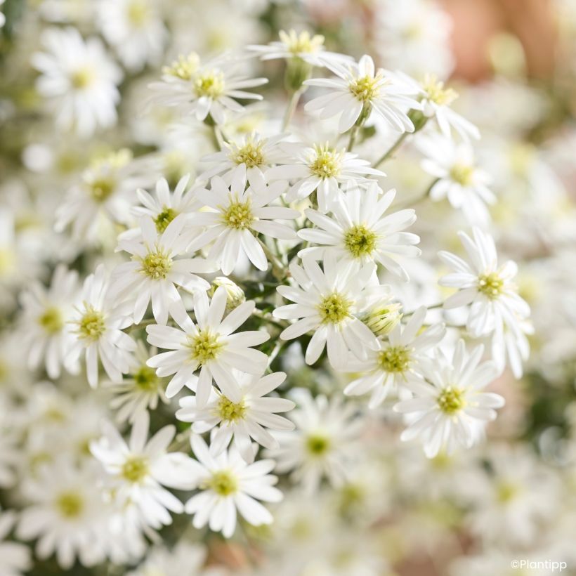 Puuasteri Spring Bling (Kukinta)