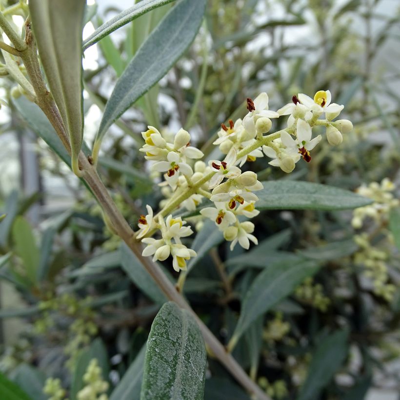 Öljypuu (runkooliivipuu) - Olea europaea (Kukinta)
