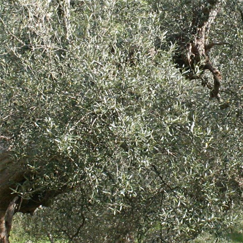 Öljyoliivi Picholine (Lehvistö)