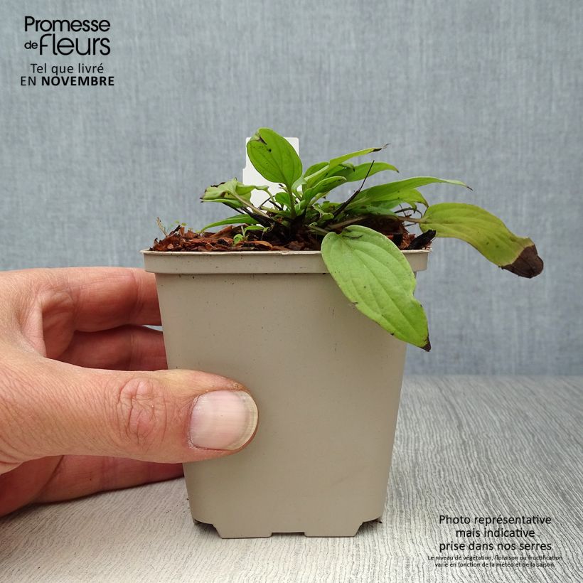 Esimerkki syksyllä toimitetusta Turkinkaihonkukka Cherry Ingram 8/9 cm taimiruukku-taimesta