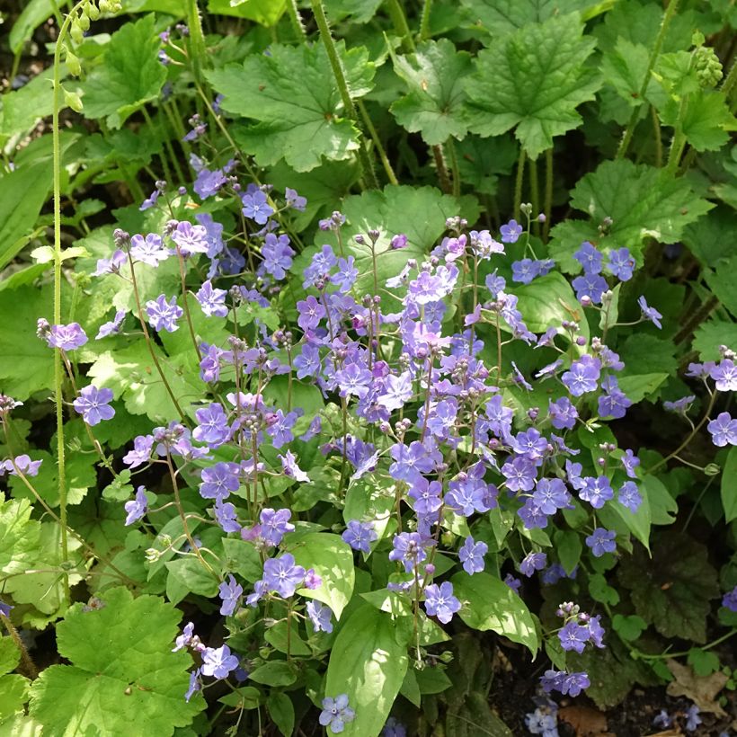 Turkinkaihonkukka Cherry Ingram (Kasvutapa)