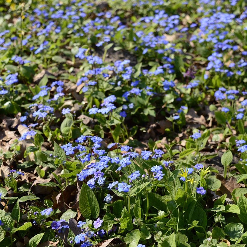 Turkinkaihonkukka - Omphalodes cappadocica (Plant habit)