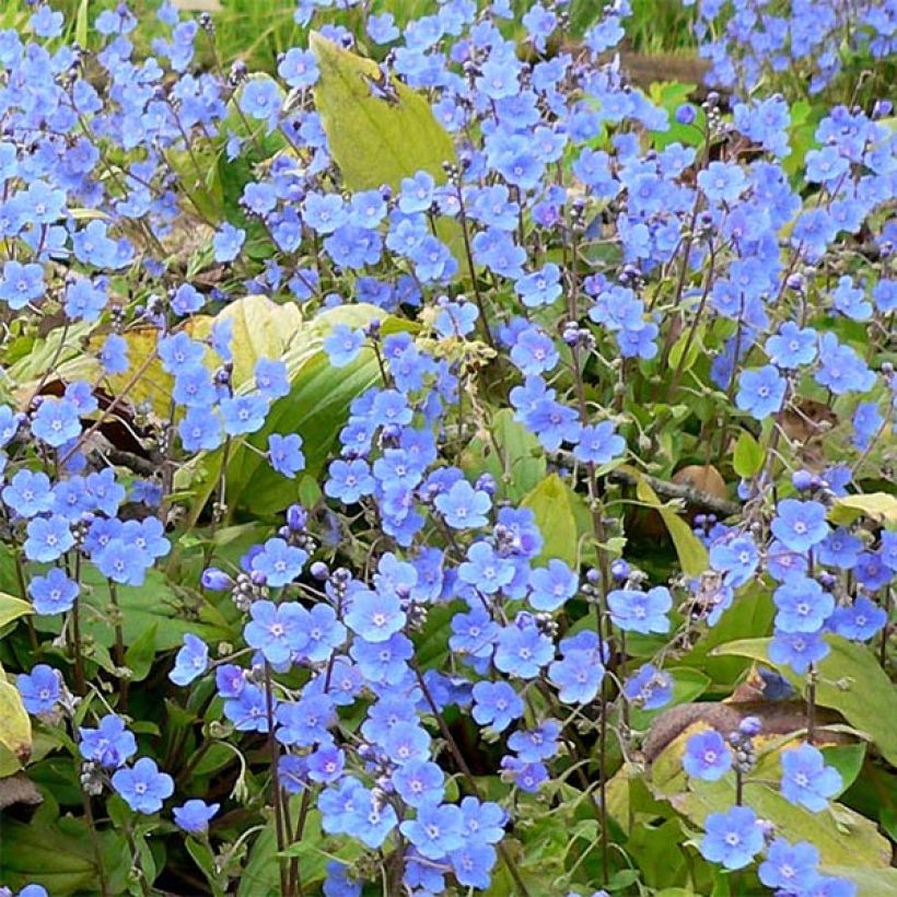 Turkinkaihonkukka - Omphalodes cappadocica (Flowering)