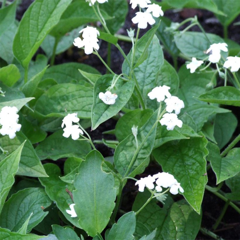 Kevätkaihonkukka Alba (Kukinta)
