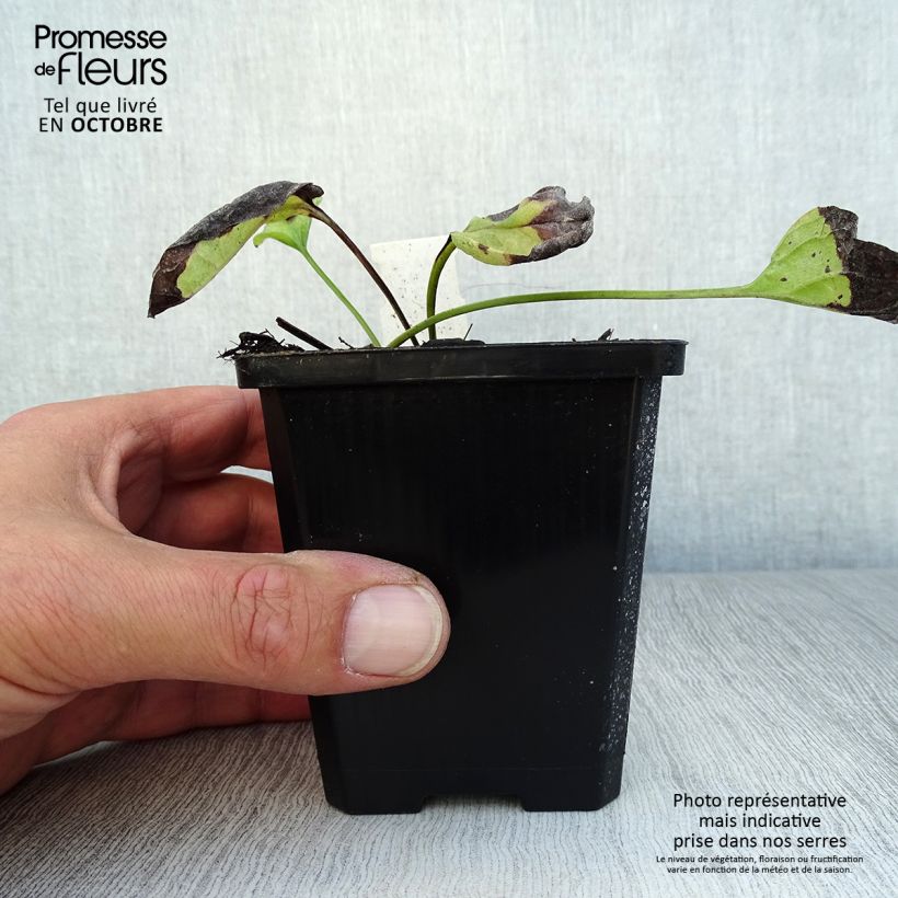 Esimerkki syksyllä toimitetusta Kevätkaihonkukka Alba 8/9 cm taimiruukku-taimesta