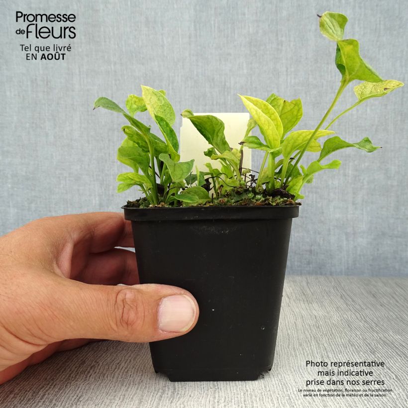 Esimerkki kesällä toimitetusta Kevätkaihonkukka - Omphalodes verna Taimiruukku 8/9 cm-taimesta