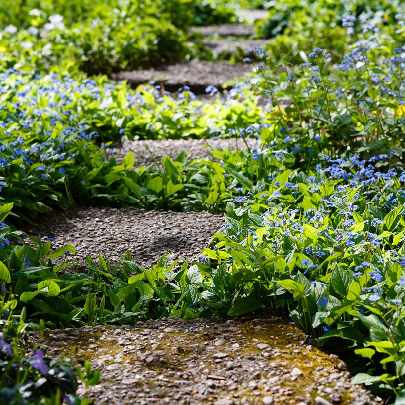 Kevätkaihonkukka - Omphalodes verna (Kasvutapa)