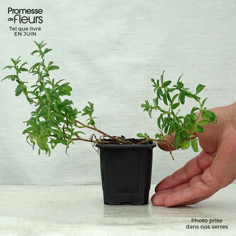 Esimerkki kesällä toimitetusta Ruusuorakko - Ononis spinosa Godet de 8/9 cm-taimesta