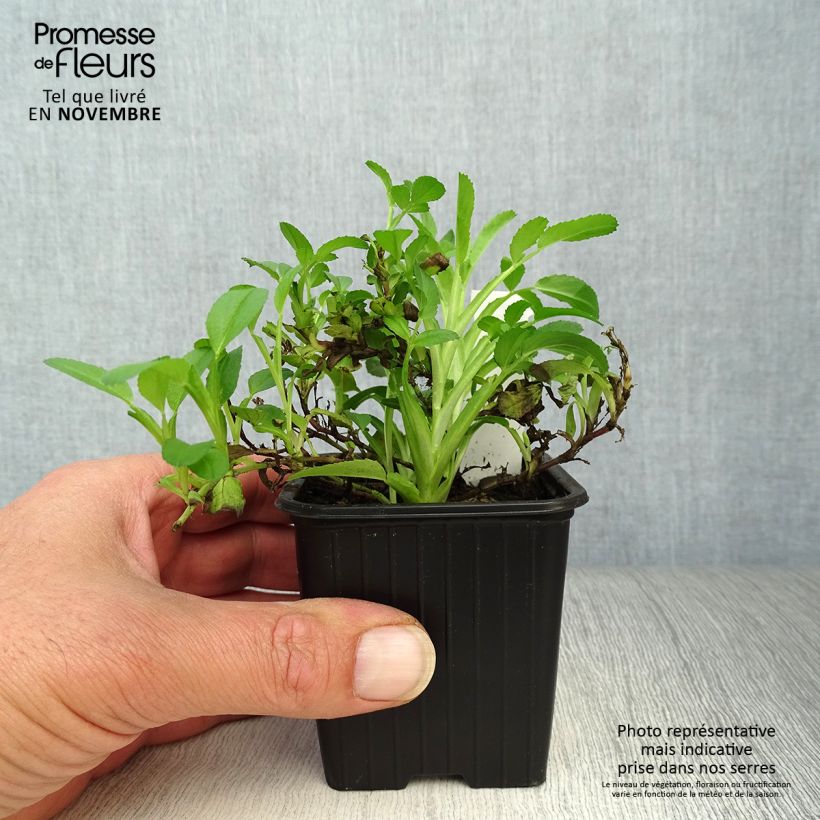 Esimerkki syksyllä toimitetusta Ruusuorakko - Ononis spinosa 8/9 cm taimiruukku-taimesta