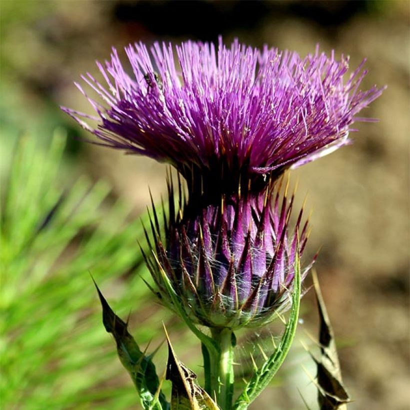 Onopordum nervosum (Kukinta)
