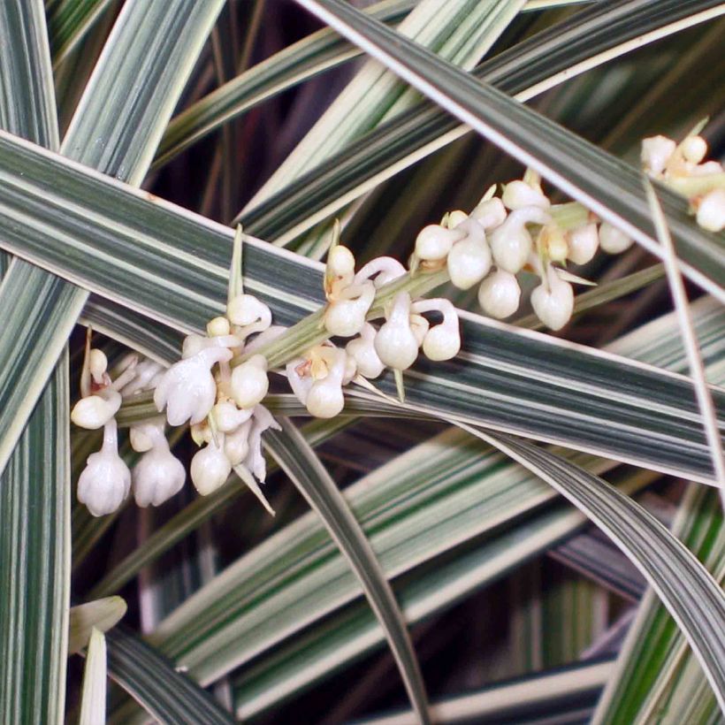 Isokäärmeenparta Albo Variegata (Kukinta)