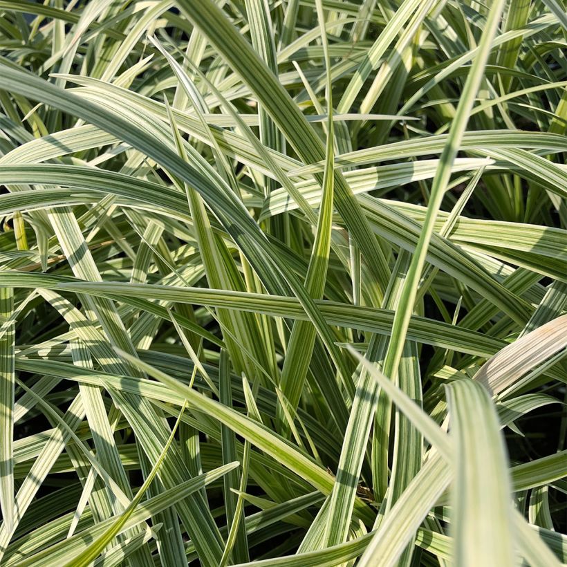 Isokäärmeenparta Albo Variegata (Lehvistö)