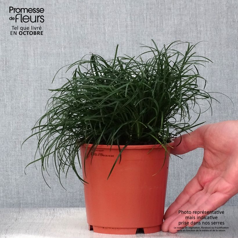 Esimerkki syksyllä toimitetusta Käärmeenparra - Ophiopogon chingii 1 litran / 1,5 litran ruukku-taimesta