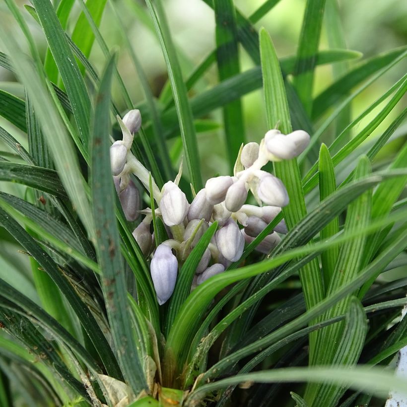 Mukulakäärmeparta Minor - Ophiopogon japonicus (Kukinta)