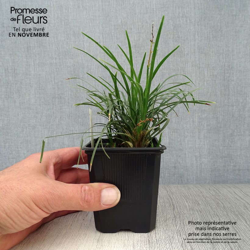 Esimerkki syksyllä toimitetusta Mukulakäärmeparta Minor - Ophiopogon japonicus 8/9 cm taimiruukku-taimesta