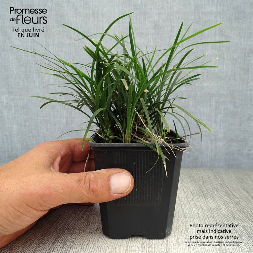 Esimerkki kesällä toimitetusta Mukulakäärmeparta Minor - Ophiopogon japonicus Godet de 8/9 cm-taimesta