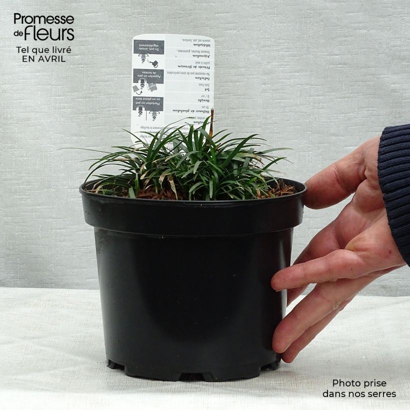 Esimerkki keväällä toimitetusta Mukulakäärmeparta Minor - Ophiopogon japonicus Pot de 2L/3L-taimesta