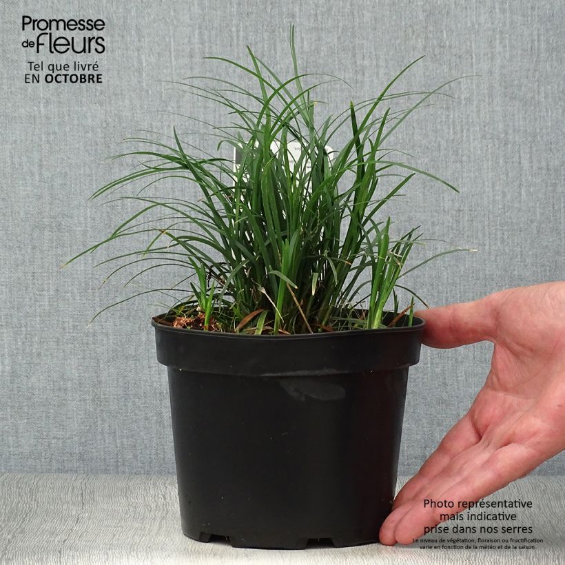 Esimerkki syksyllä toimitetusta Mukulakäärmeparta Minor - Ophiopogon japonicus 2 litran/3 litran ruukku-taimesta