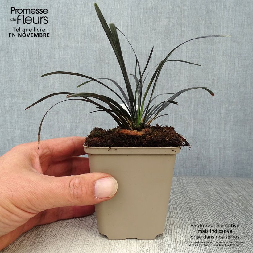 Esimerkki syksyllä toimitetusta Käärmeenparta Nigrescens 8/9 cm taimiruukku-taimesta