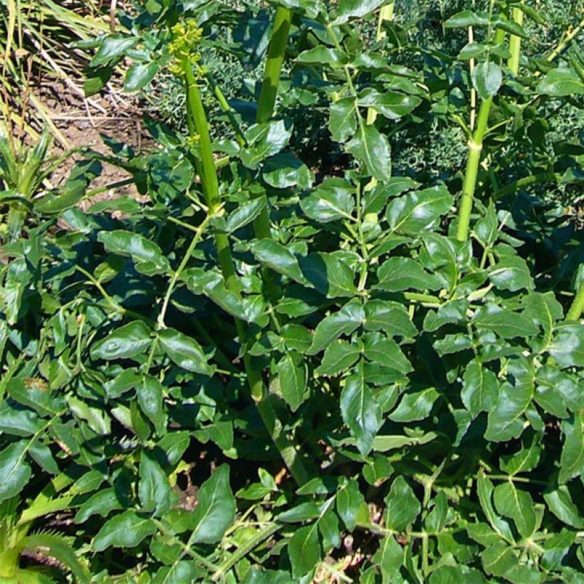 Opopanax chironium (Lehvistö)