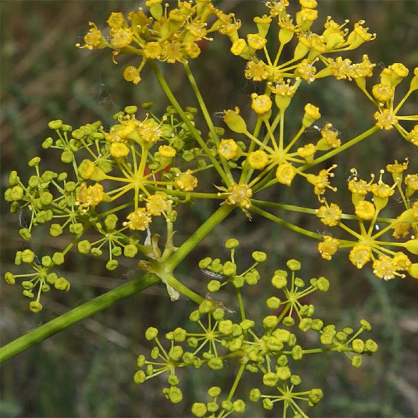 Opopanax chironium (Kukinta)