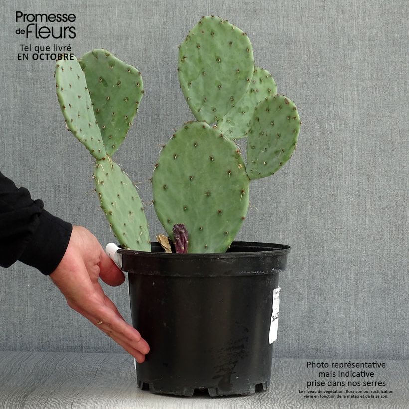 Esimerkki syksyllä toimitetusta Luumuopuntia - Opuntia engelmannii var. alta 4 litran/5 litran ruukku-taimesta