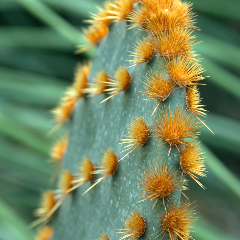 Opuntia aciculata (Lehvistö)