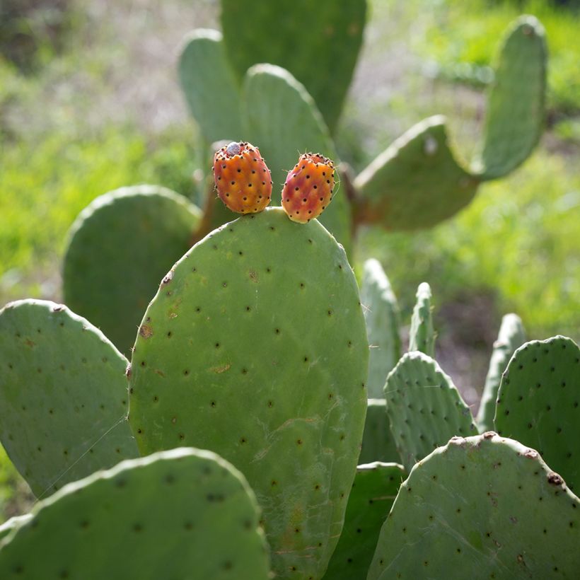 Opuntia aciculata (Sadonkorjuu)