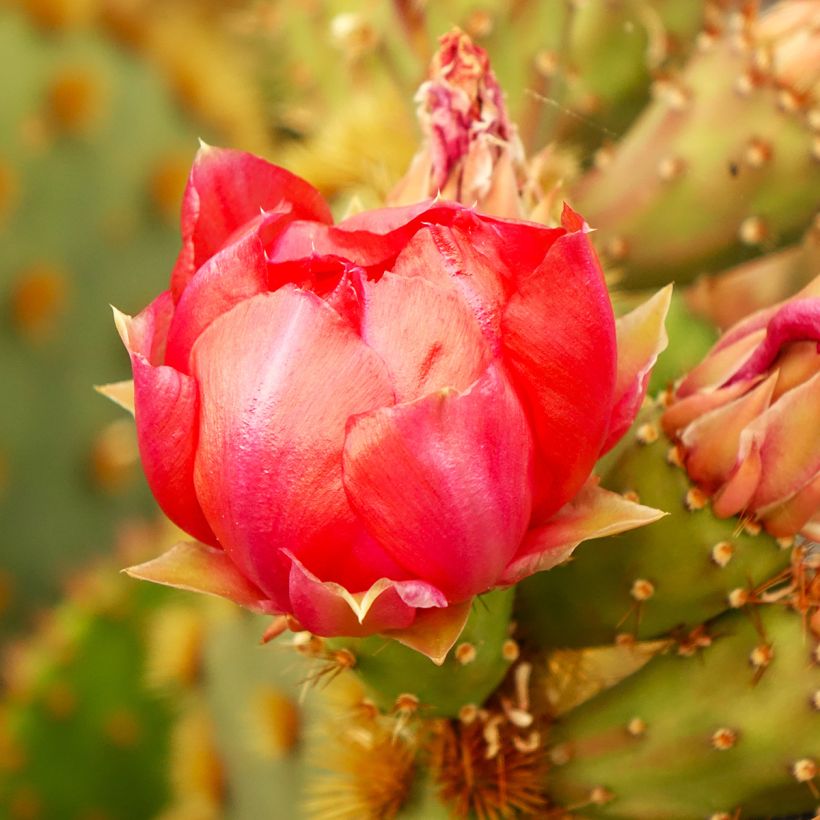 Opuntia aciculata (Kukinta)