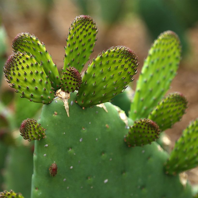 Luumuopuntia var. alta (Lehvistö)