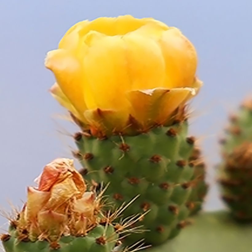 Luumuopuntia var. alta (Kukinta)