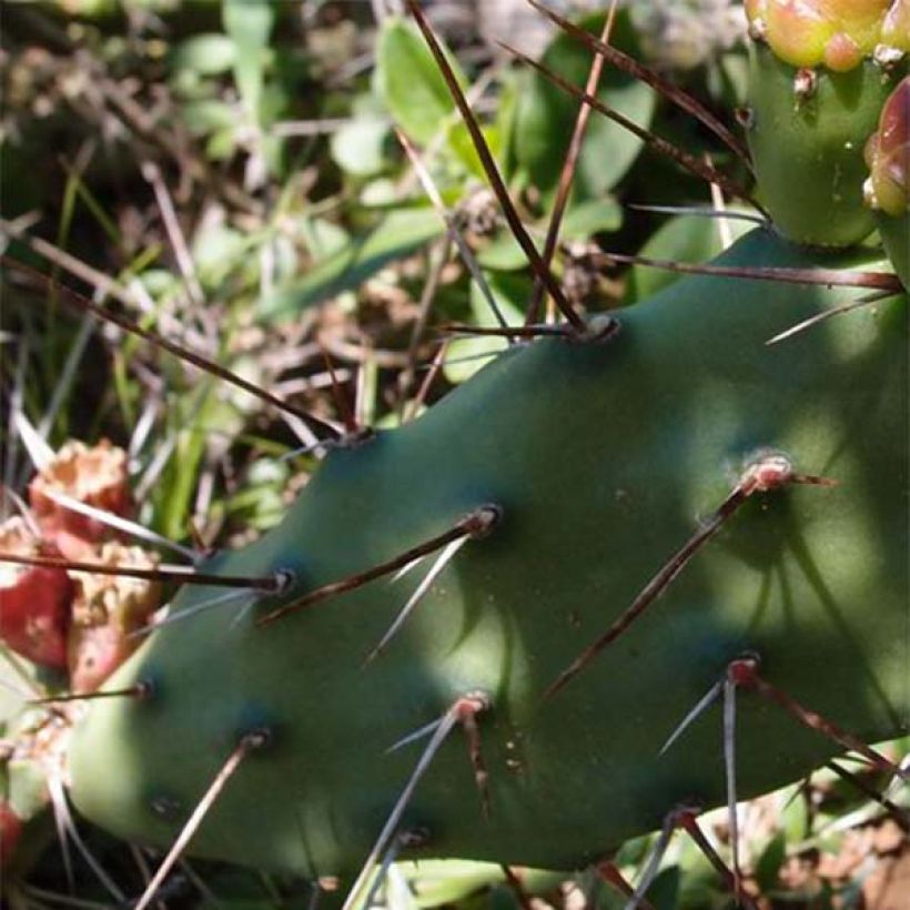 Opuntia anacantha (Lehvistö)