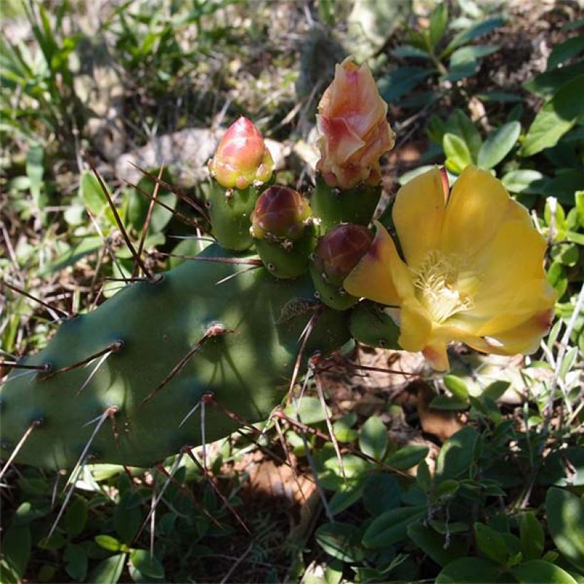 Opuntia anacantha (Kukinta)