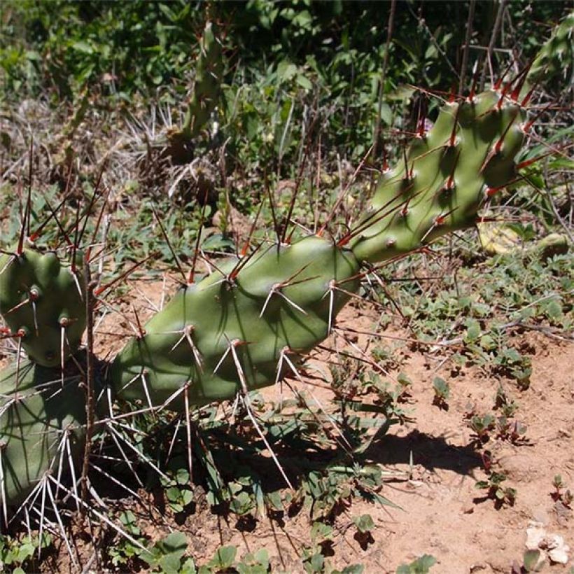 Opuntia anacantha (Kasvutapa)