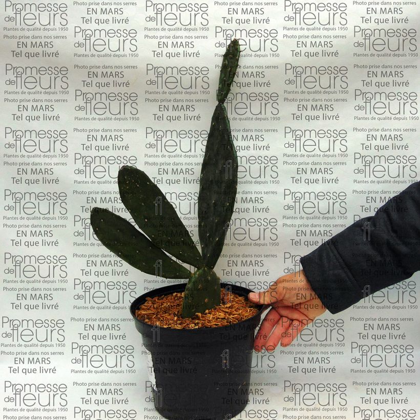 Esimerkki toimitetusta Opuntia anacantha Pot de 4L/5L-taimesta