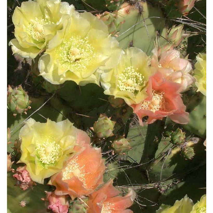 Opuntia atrispina (Kukinta)