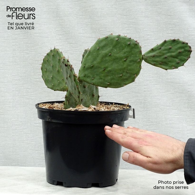 Esimerkki talvella toimitetusta Opuntia atrispina 4 litran/5 litran ruukku-taimesta